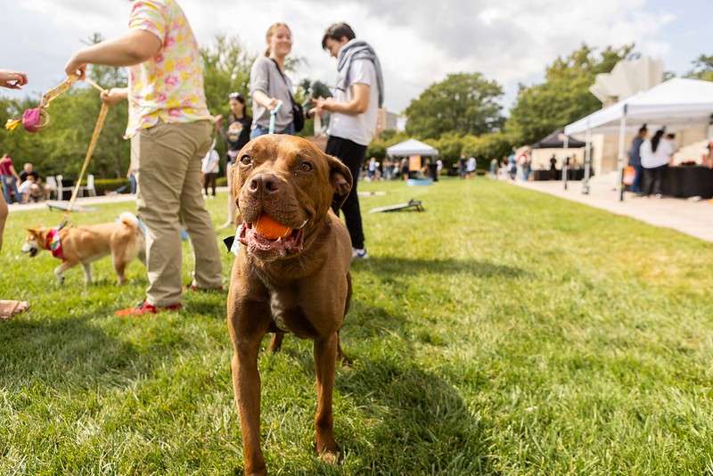 A dog plays with a Nelson-Atkins-branded tennis ball at Bark in the Sculpture Park