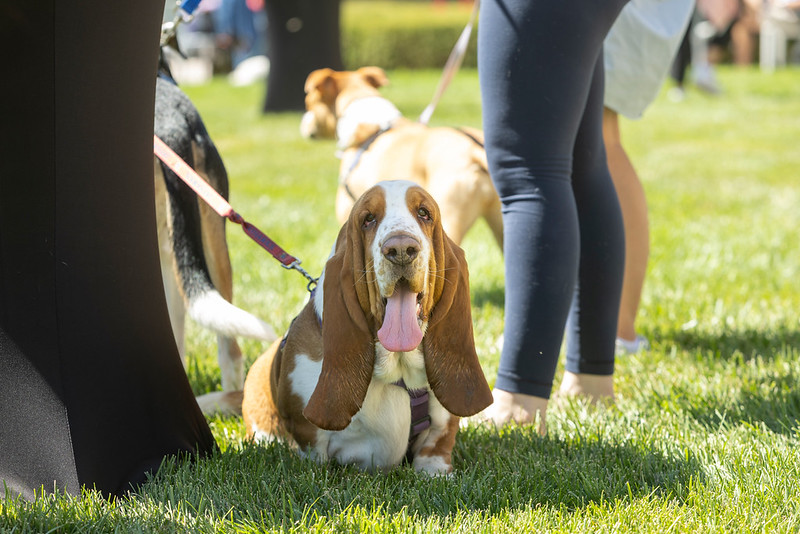 A dog relaxes on the lawn at Bark in the Sculpture Park